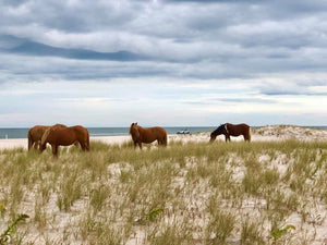 Plein Air Painting the Assateague Back Country, with special Photography Sessions - DAY 2 - 11/2/24