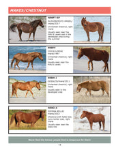 Load image into Gallery viewer, 2023 Field Guide to the Wild Horses of Assateague Island
