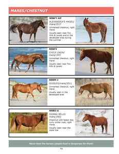 2023 Field Guide to the Wild Horses of Assateague Island