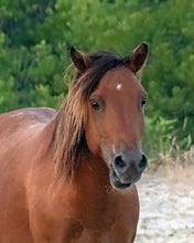 Load image into Gallery viewer, N6BMT-I &quot;Assateague Lightning&quot;
