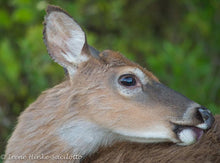 Load image into Gallery viewer, Assateague Nature Photography Fall 2023 Workshop
