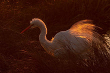 Load image into Gallery viewer, No More Auto Mode - Intro to Nature Photography Fall 2023
