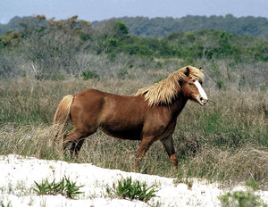 N6BP "Lion's Mane"