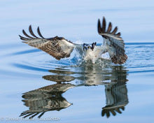 Load image into Gallery viewer, Assateague Nature Photography Fall 2023 Workshop
