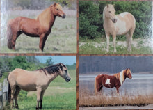 Load image into Gallery viewer, Series 5 - Limited Edition Assateague Horse Trading Cards
