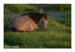 People's Choice Photo Contest Entry Fee