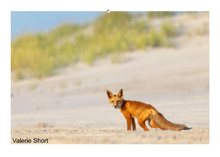 Load image into Gallery viewer, People&#39;s Choice Photo Contest Entry Fee
