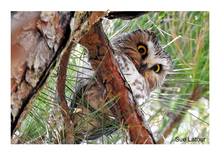 Load image into Gallery viewer, People&#39;s Choice Photo Contest Entry Fee
