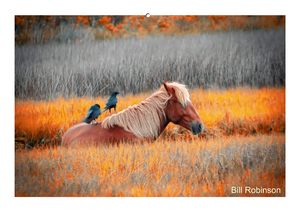 People's Choice Photo Contest Entry Fee