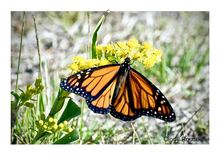 Load image into Gallery viewer, People&#39;s Choice Photo Contest Entry Fee
