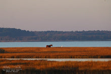 Load image into Gallery viewer, Plein Air Painting the Assateague Back Country, with special Photography Sessions - DAY 2 - 11/11/23
