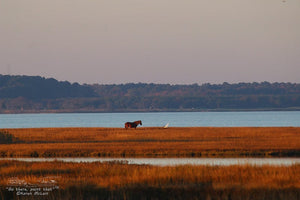 Plein Air Painting the Assateague Back Country, with special Photography Sessions - DAY 2 - 11/11/23