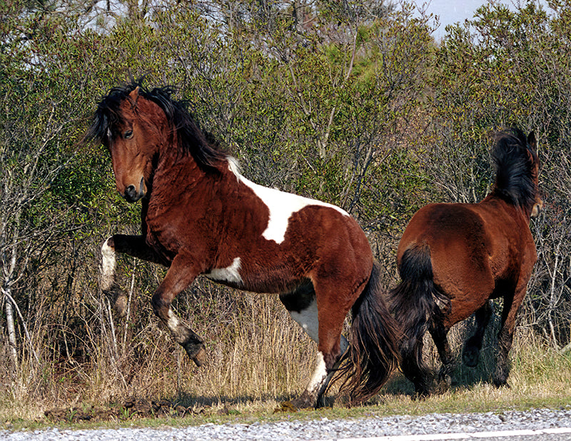 M6K “Saddleback”