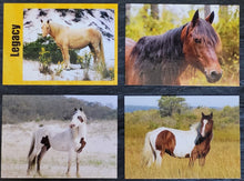 Load image into Gallery viewer, Series 4 - Limited Edition Assateague Horse Trading Cards
