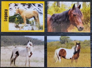 Series 4 - Limited Edition Assateague Horse Trading Cards